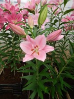 [4304 Monsano VH No01.JPG]